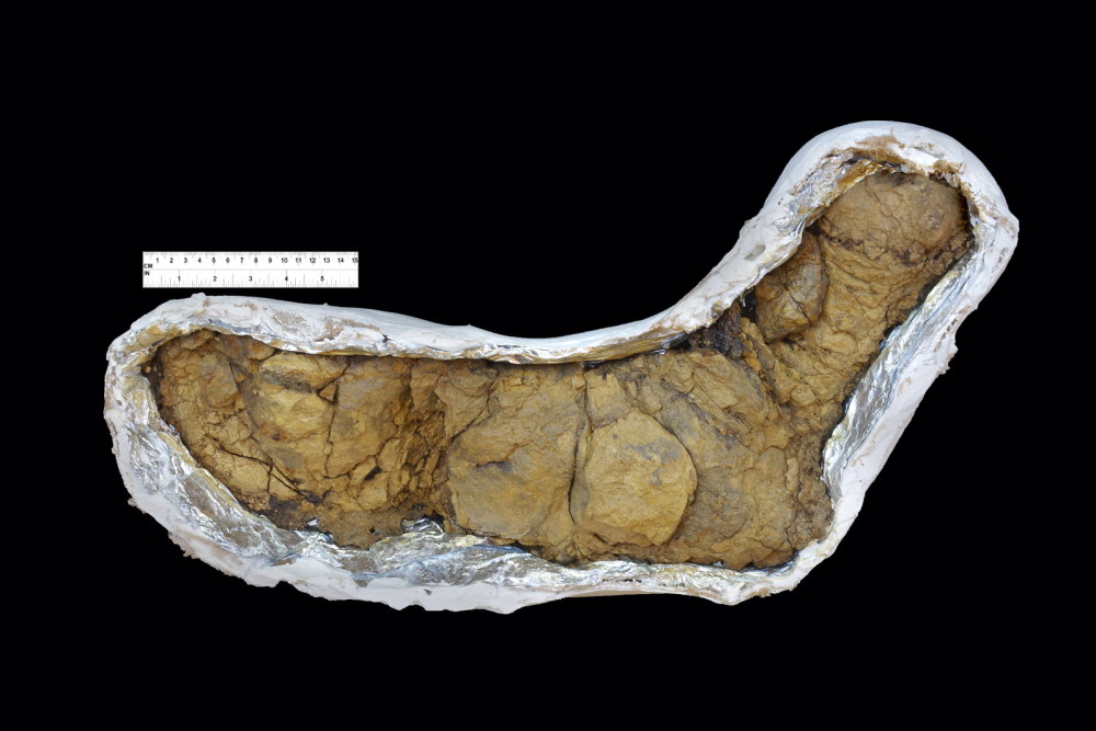 a t rex coprolite (fossilized poo), it is brown and rock-like